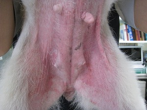 柴犬 腹部