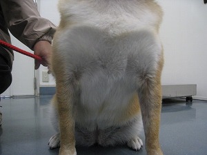 柴犬 前胸部