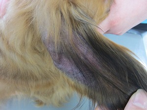 ミニチュアダックスフンド 耳介