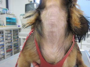 ミニチュアダックスフンド 首