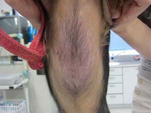 ミニチュアダックスフンド 腹部