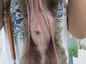 プードル 腹部