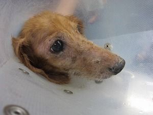 ミニチュアダックスフンド 顔面