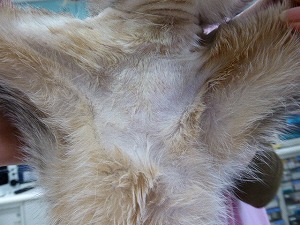 アビシニアン 胸部