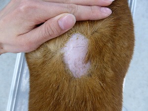 柴犬 背部