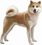 秋田犬【日本】