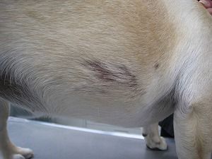 フレンチブルドッグ 脇腹