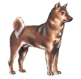 紀州犬【日本】