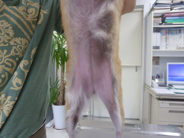 腹部