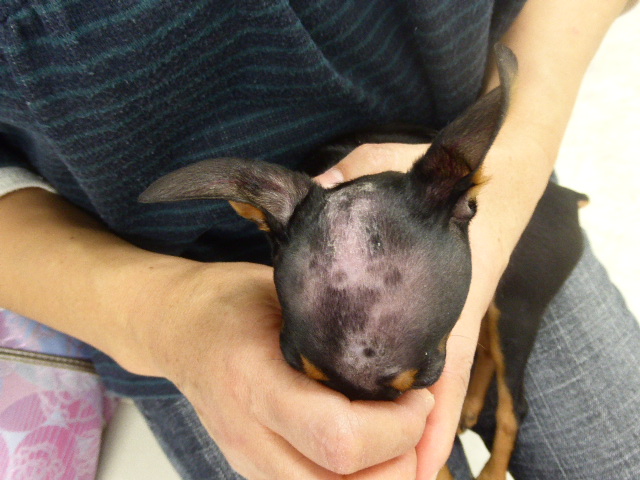 頭部