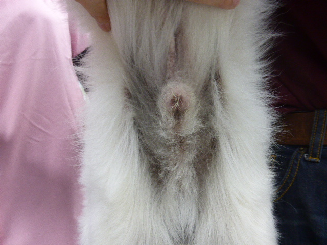 腹部