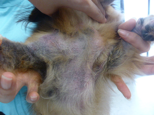 マルチーズの症例写真 神戸フランダース犬猫皮膚科動物病院