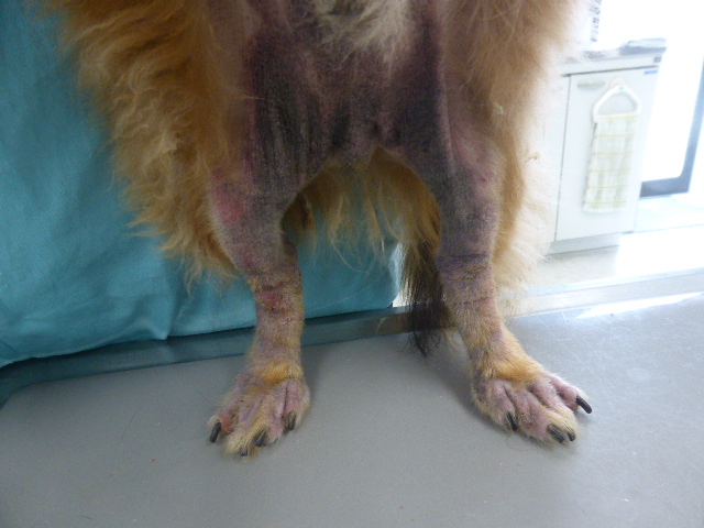 アレルギー性皮膚炎の症例写真 神戸フランダース犬猫皮膚科動物病院
