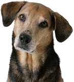 犬の聴覚