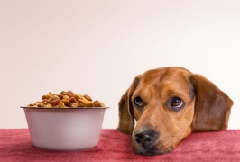 犬の鋭い嗅覚