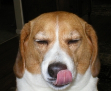 犬の嗅覚
