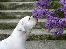 犬の嗅覚