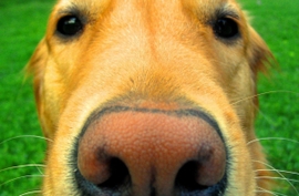 犬の五感