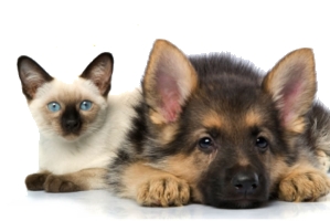 犬猫の聴覚