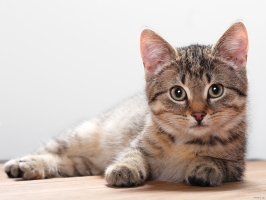 猫の聴覚