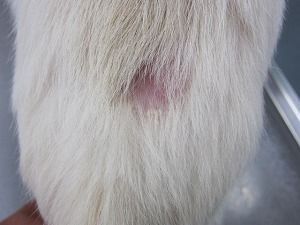 チワワ 背部