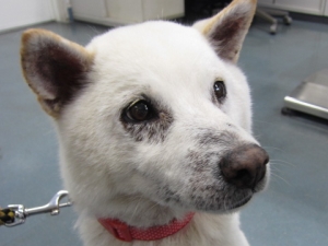 柴犬 顔面