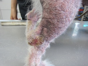 ウエスティ 大腿部