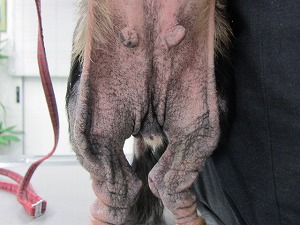 ダックスフンド 腹部
