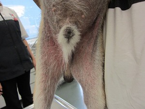 柴犬 腹部