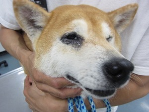 柴犬 顔面