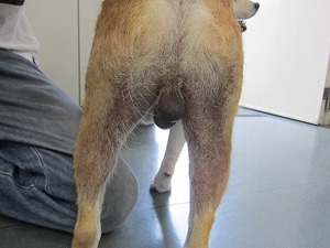 柴犬 臀部