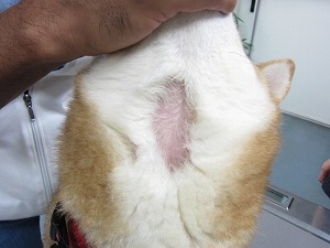 柴犬 頚部腹側
