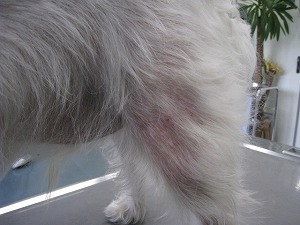 ウェスティ 大腿部
