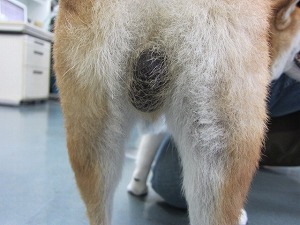 6週間後