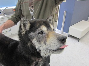 柴犬 顔面