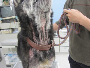 柴犬 頚部