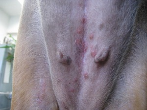 ミニチュアダックスフンド 腹部