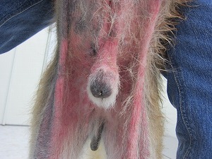 秋田犬 腹部