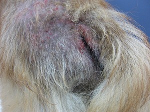 秋田犬 臀部