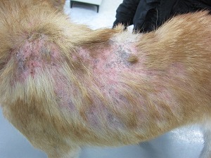 柴犬 体幹部