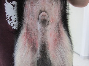 チワワ 腹部