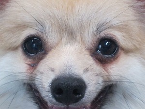 ポメラニアン 流涙症