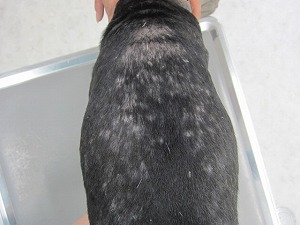 ミニチュアピンシャー 背部