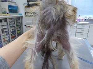 ポメラニアン 臀部