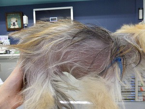 ポメラニアン 側腹部