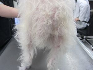 約3.5ヶ月(治療中)