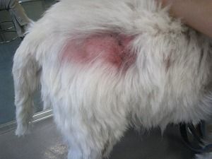 ウェスティ 大腿部
