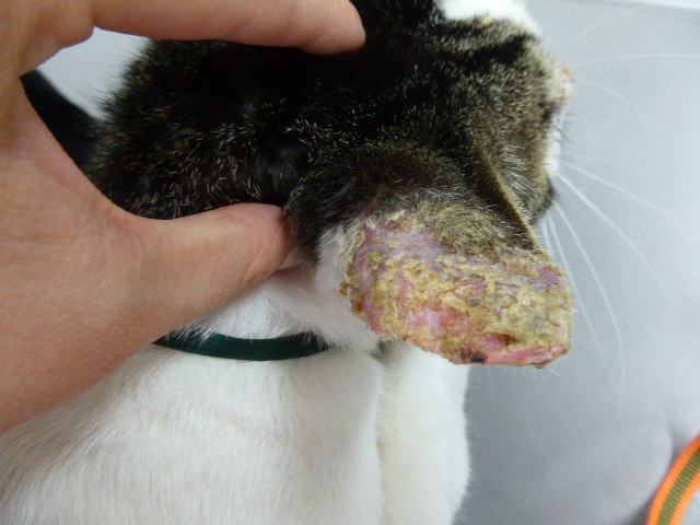 猫 耳介