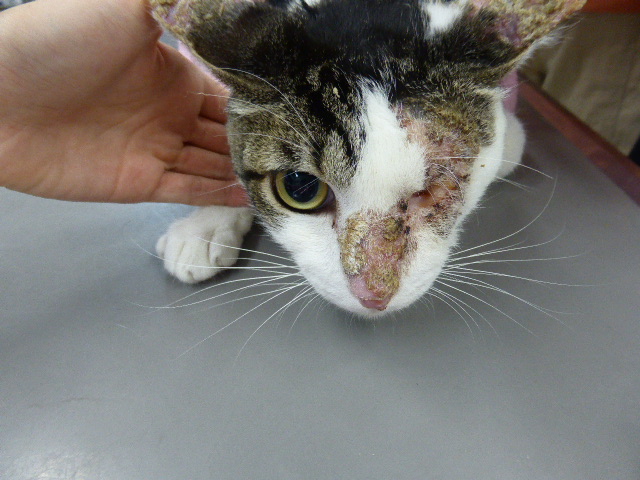 猫 顔面