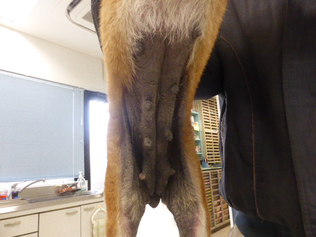 腹部